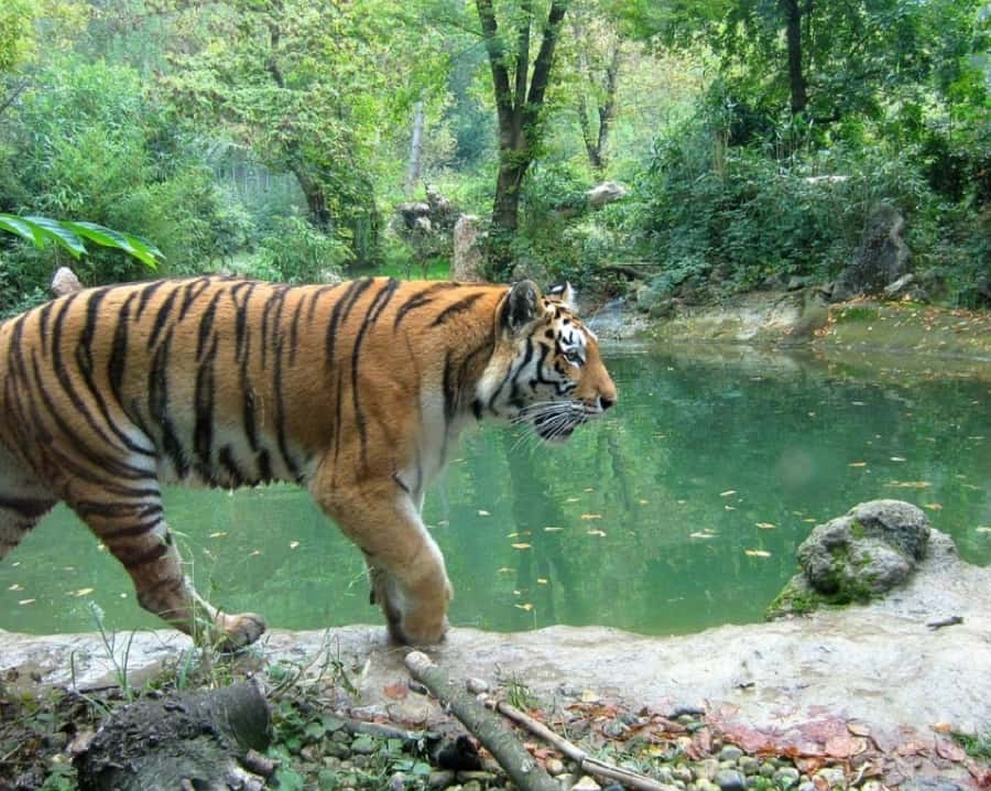 Delhi To Corbett Nainital Taxi